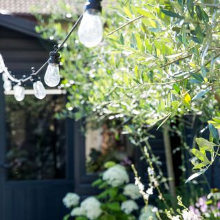 garden decorated with long festoon lights