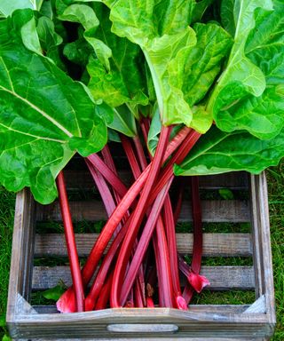 A wooden box with newly cut rhubarb from the garden