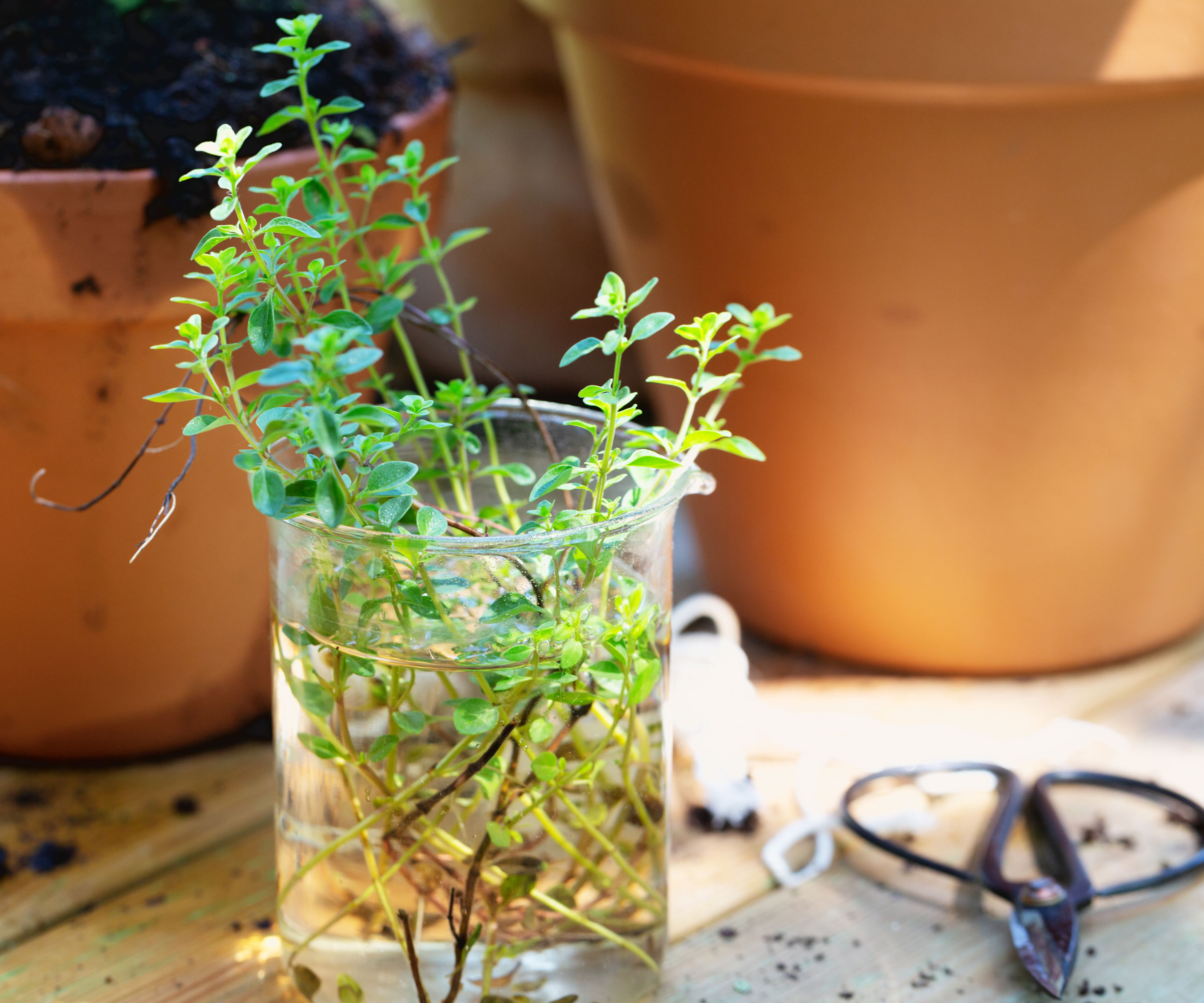 thyme cuttings rooting in a glass of water near pots and scissors