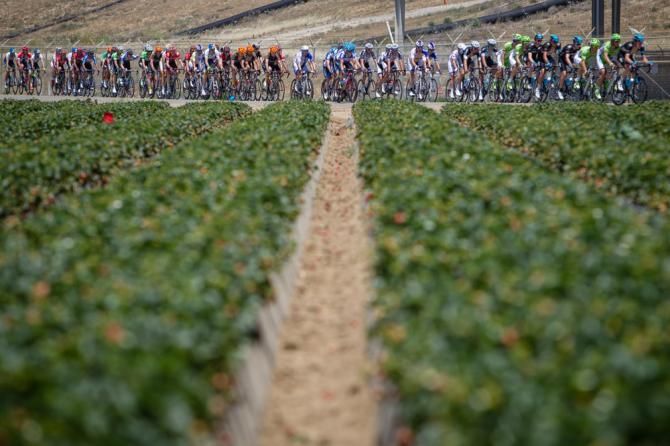 The peloton passes through strawberry fields