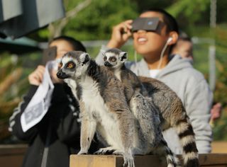 Ring-tailed lemurs look on as children view a solar eclipse at the Japan Monkey Center in Inuyama city in Aichi prefecture, central Japan on May 21, 2012.