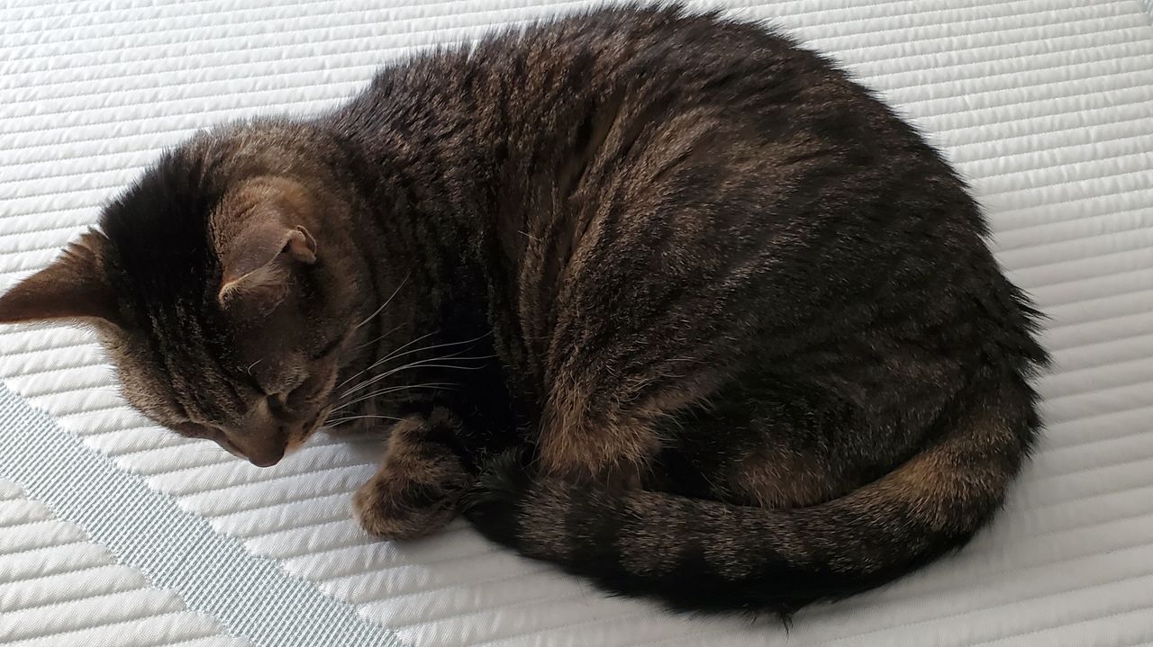 Tabby cat on top of Tempur-Pedic Tempur-Adapt mattress