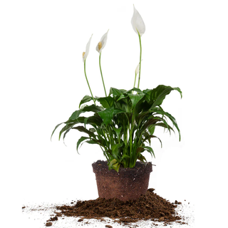 a stock photo of a white peace lily not yet in a pot