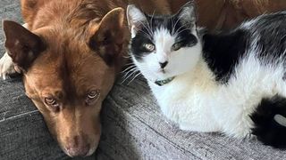 cat hating dog makes friends with blind cat