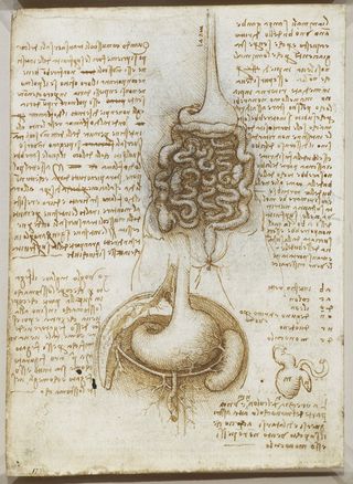 Leonardo da Vinci's sketches of the digestive system.