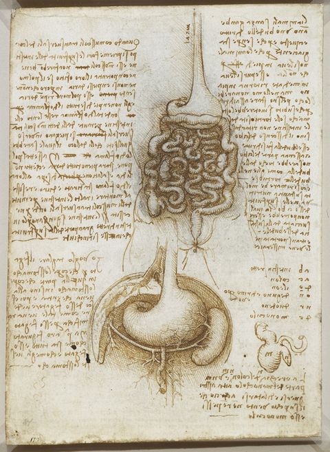 Anatomy Meets Art: Da Vinci's Drawings | Royal Collection | Live Science