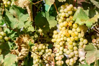 Chenin Blanc wine grapes