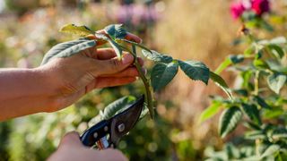 taking rose cutting from plant