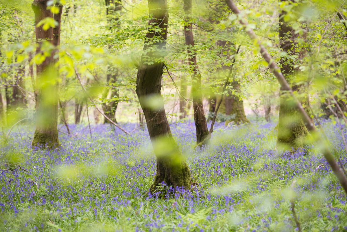 Bluebell woodland scene
