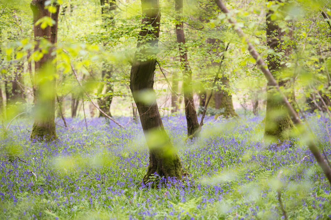 Bluebell woodland scene