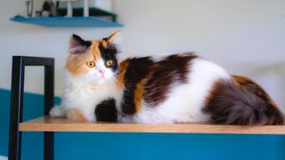 Calico cat sitting on kitchen bench