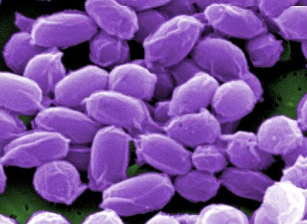 Anthrax spores