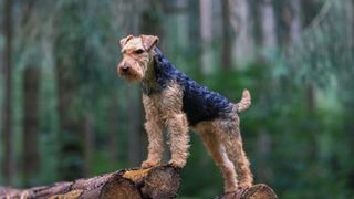 Airedale Terrier