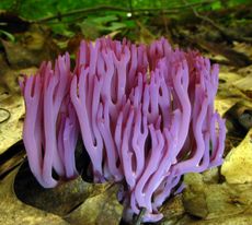 Fungus Clavaria Zollingeri