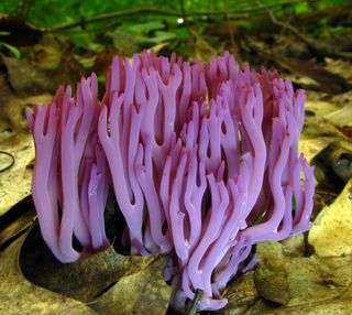 Fungus Clavaria Zollingeri