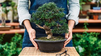 woman's hands holding a pot with a bonsai tree 