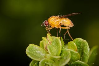 GuruShots - Magnificent Macro