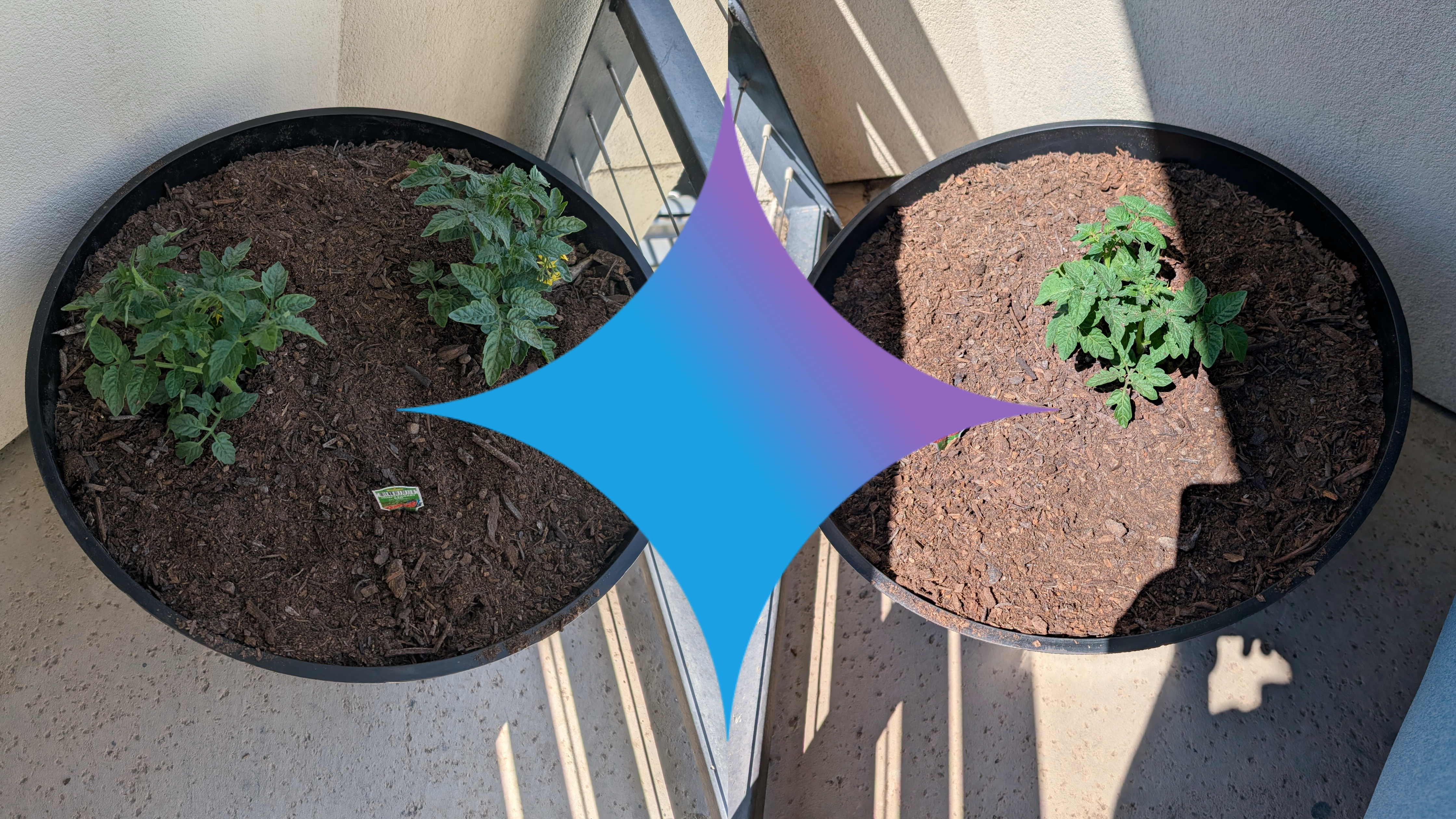 The Gemini logo overlaid on tomato plants.