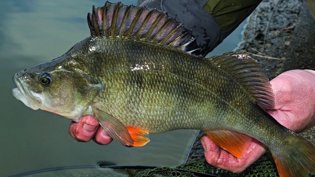 River fishing for perch in the winter