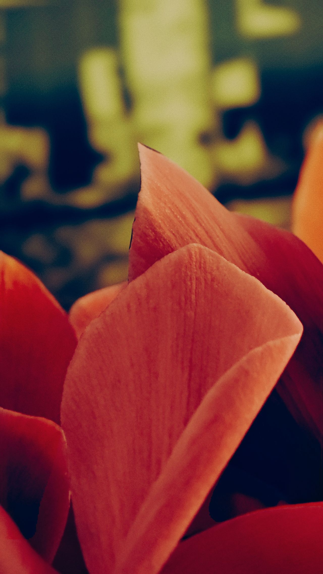 An image taken by a Xiaomi 14 camera