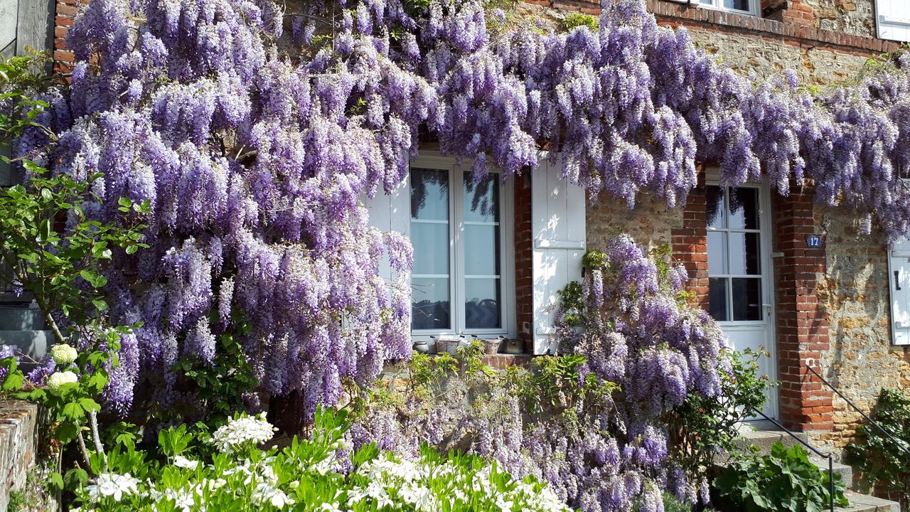 house exterior covered with flowering Wisteria 