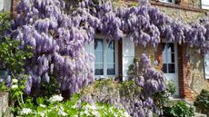 house exterior covered with flowering Wisteria 