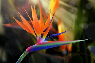 Close up of bird of paradise plant