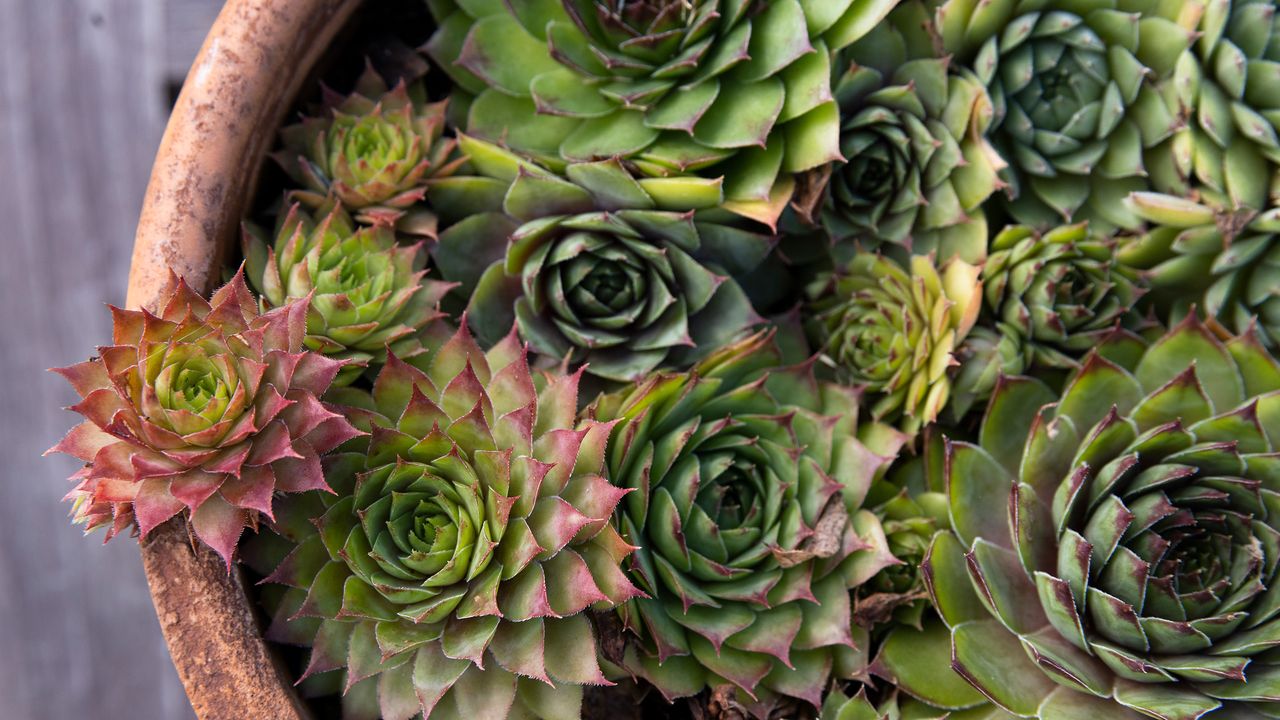 The best pot plants that thrive on neglect Common Houseleek in a flower pot 