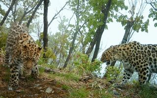A mother Amur leopard looks after her full-grown cub in the forests of Far Eastern Russia.