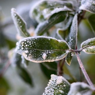 Closeup of frosty leaves