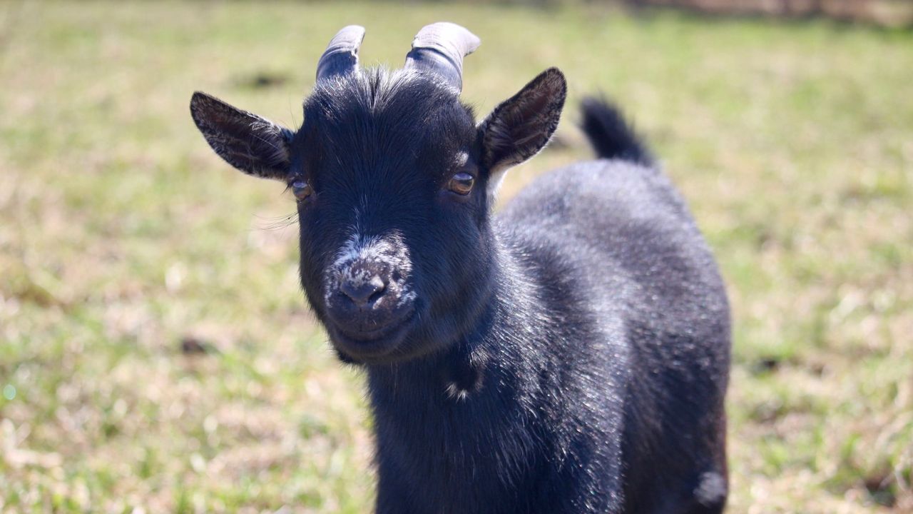 Franklin the goat.