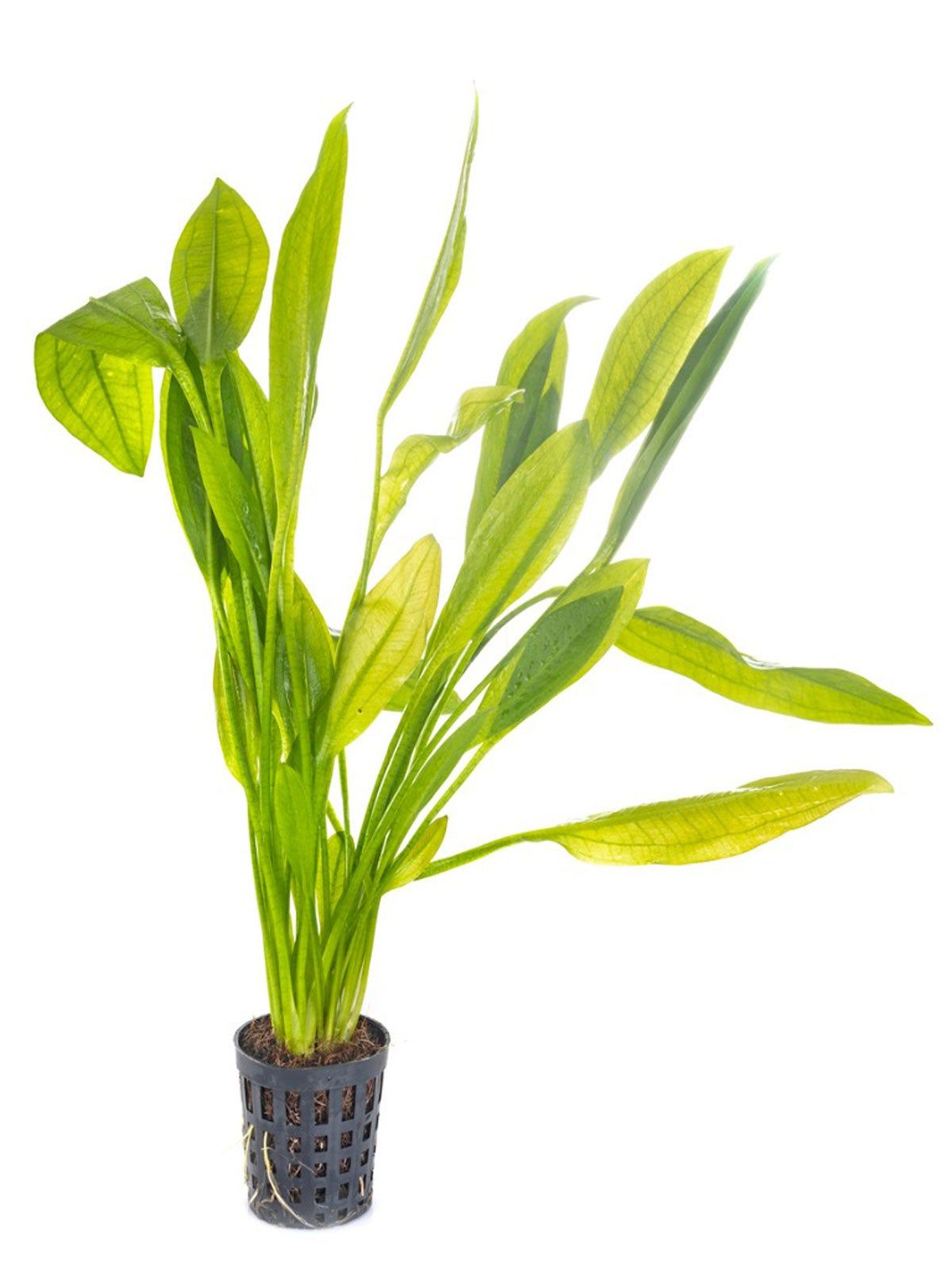 Potted Ozelot Sword Plant