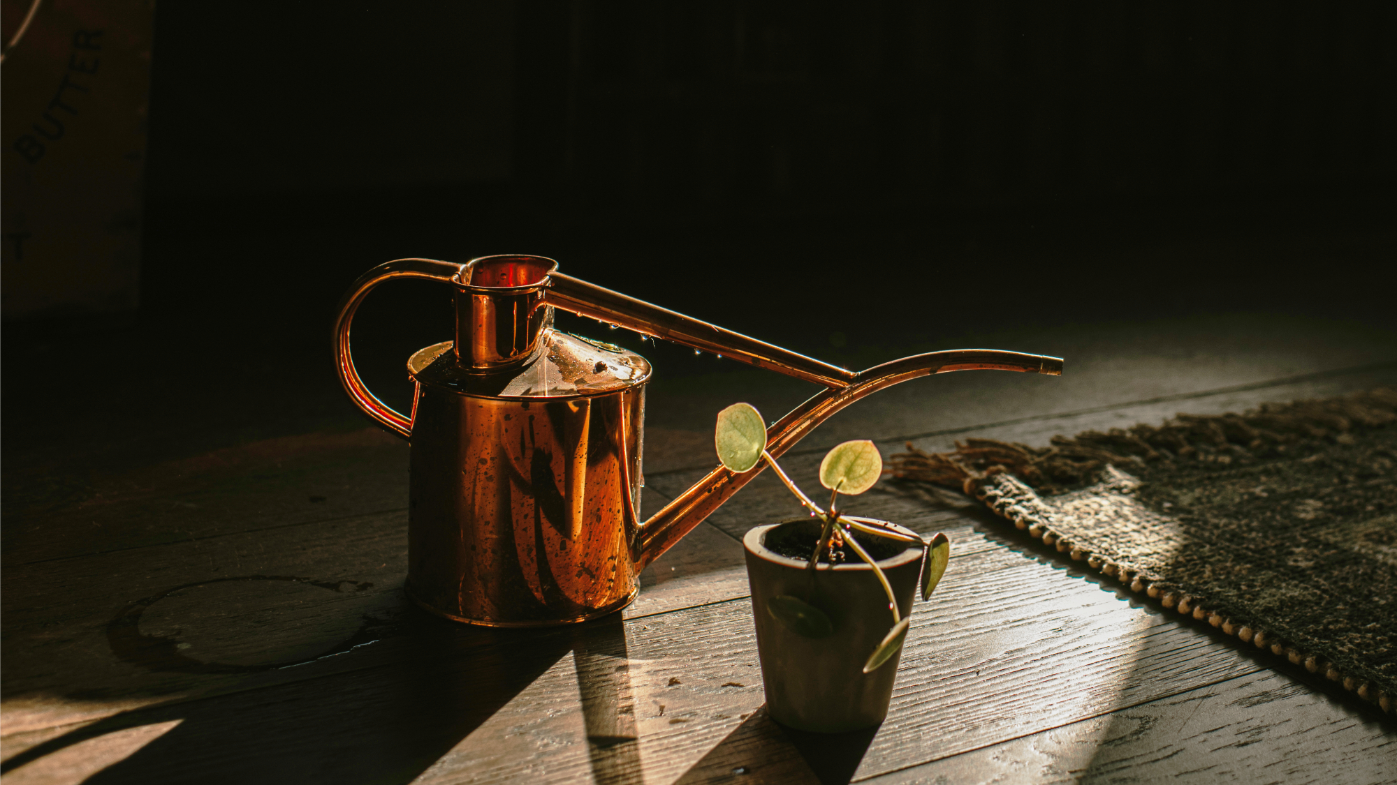 Haws copper watering can on floor with plant