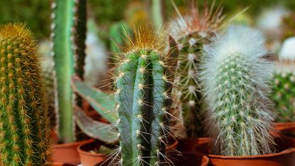 cacti in pots