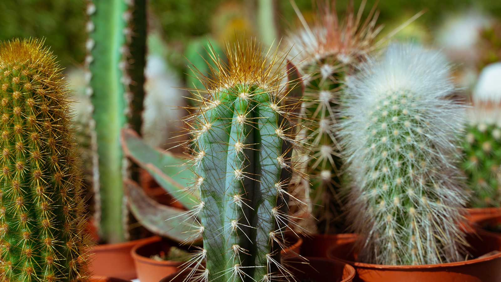 Insect pests of cacti and succulents grown as house plants
