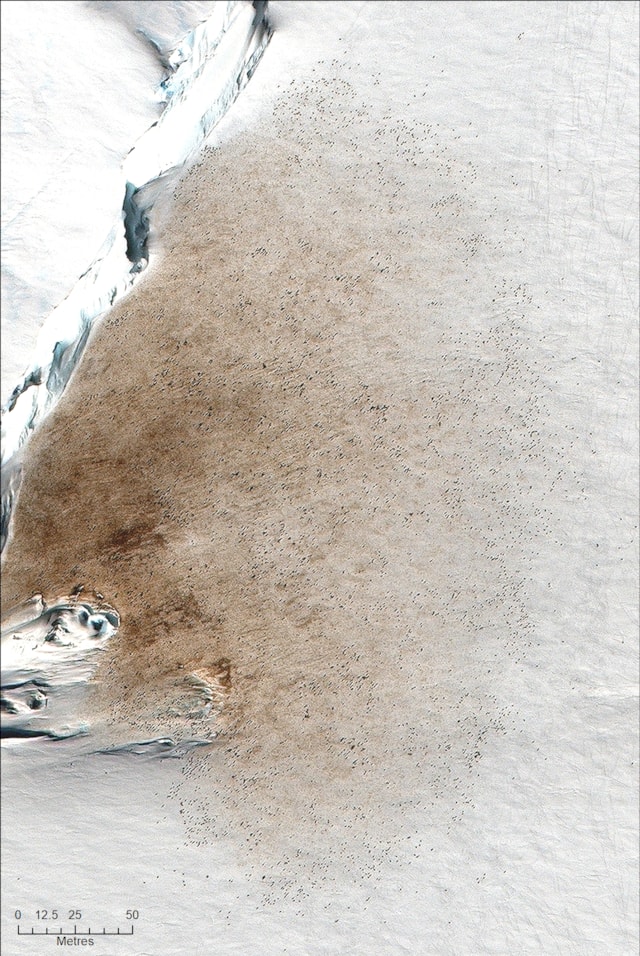 A brown and white shape