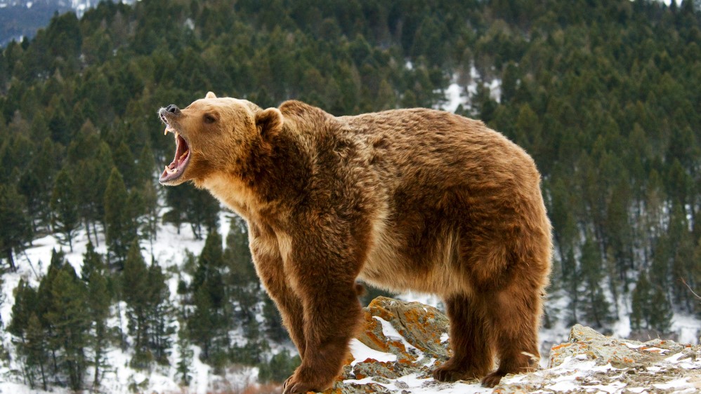 Grizzly bears (Ursus arctos horribilis) are one of the main predators of mountain goats.