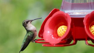 Hummingbird drinking water