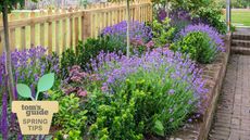 Lavender in pretty garden border with other perennials