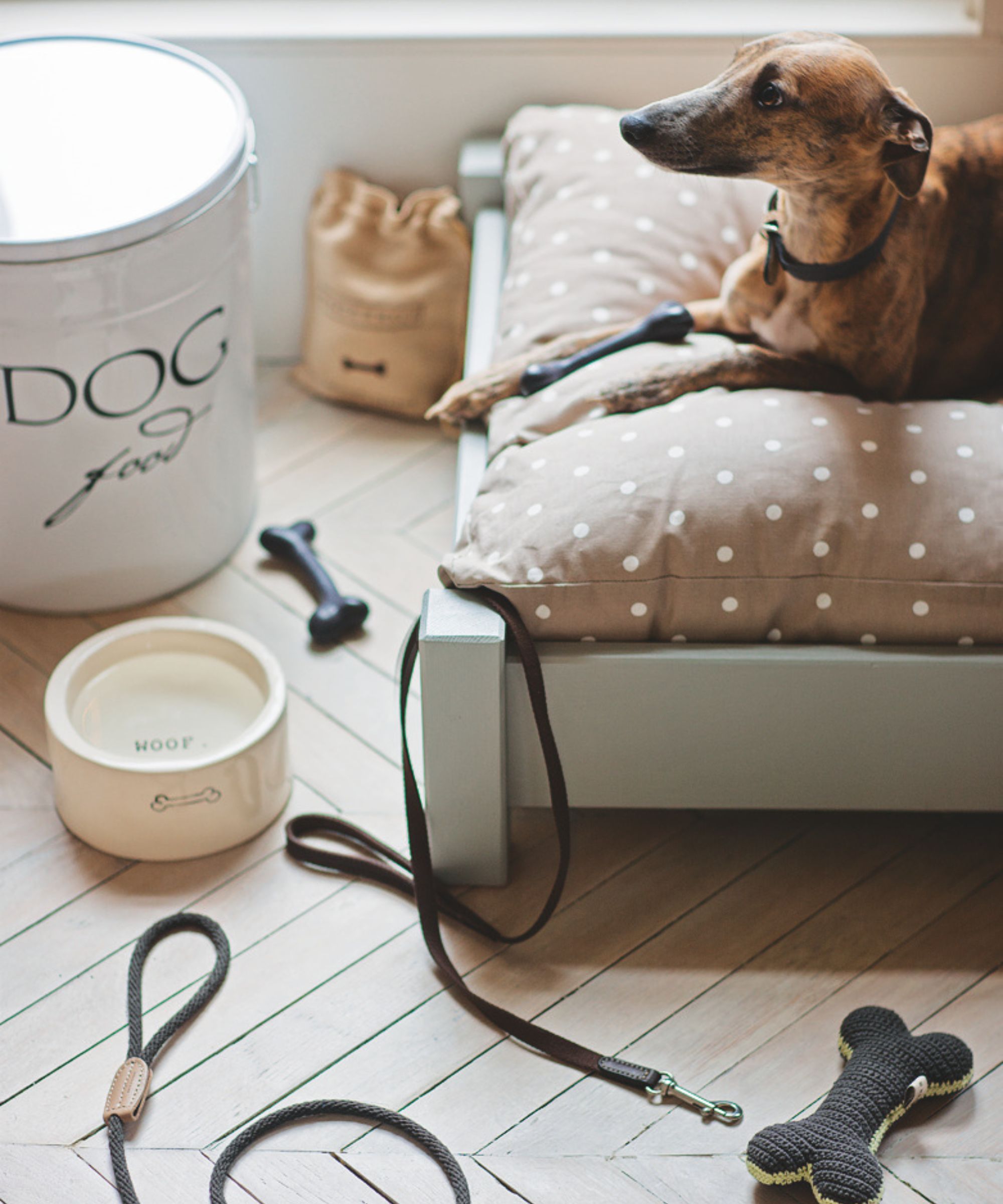 A brindle whippet sitting on a brown and white polka dot dog bed with white wooden frame, surrounded by leads, bowls and accessories on wooden parquet flooring.