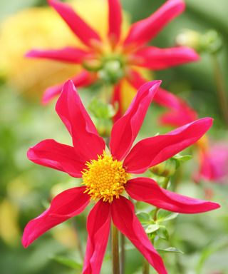 Dahlia ‘Honka Red’ in bloom