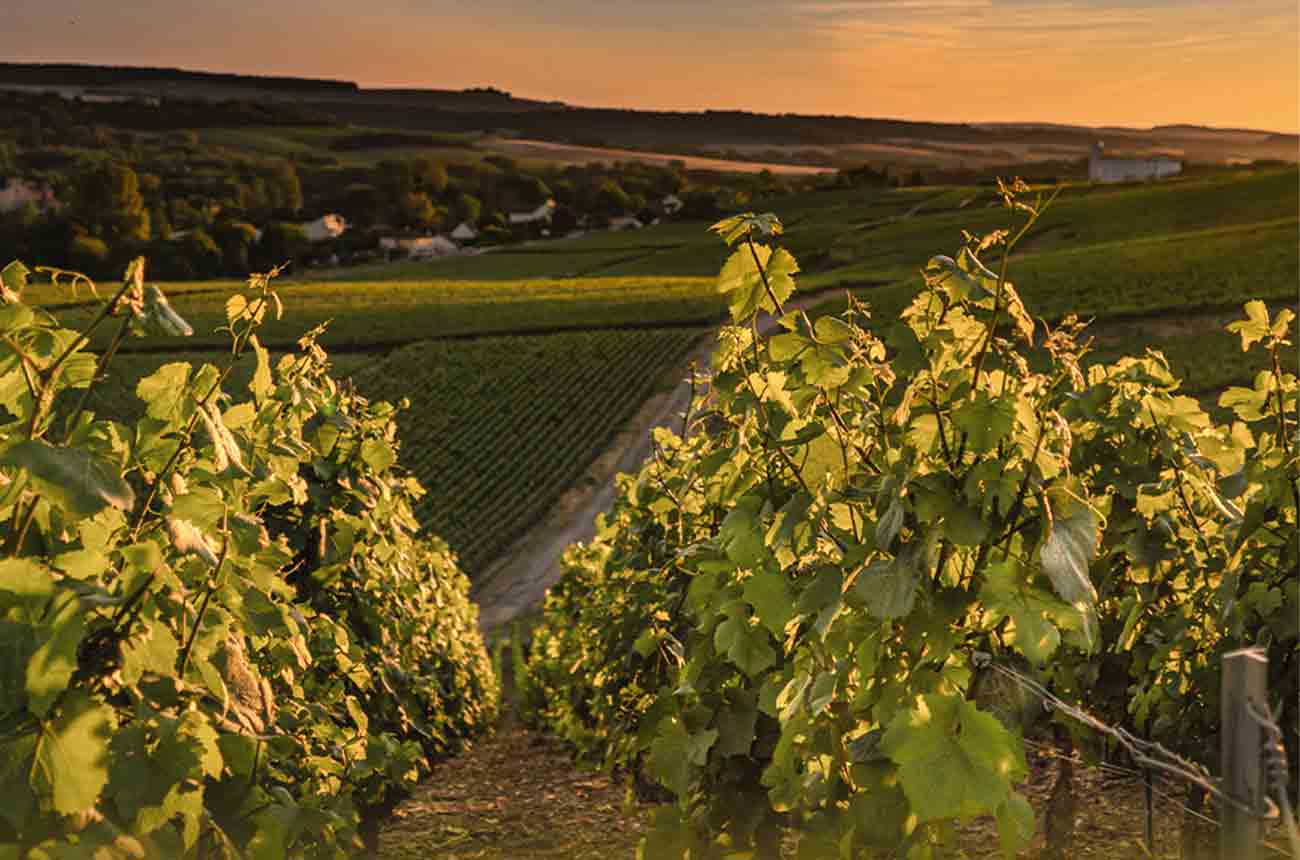 Purcari Wineries Group's Crama Ceptura winery lies in the heart of Dealu Mare, Romania