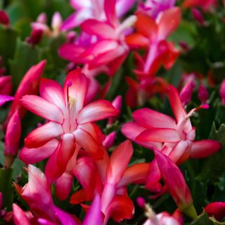 close-up of christmas cactus with pink flowers