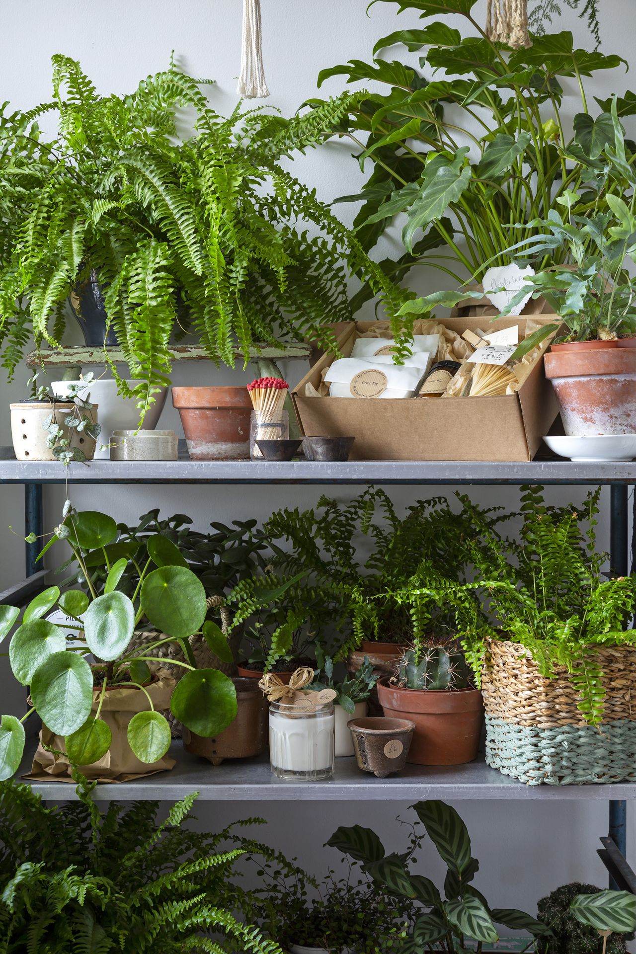 Caring for indoor plants in winter: how to help your houseplants thrive ...