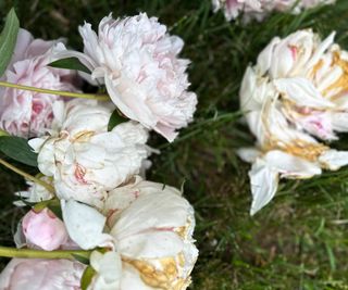 red peonies planted with lavender