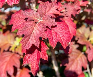 oakleaf hydrangea showing red leaves in the fall