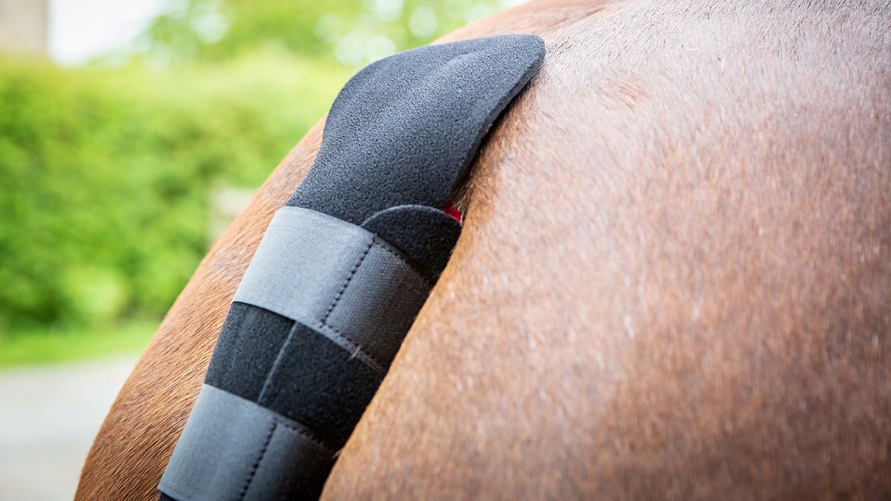 Woof Wear tail guard review