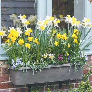 Daffodils and violas growing in window box