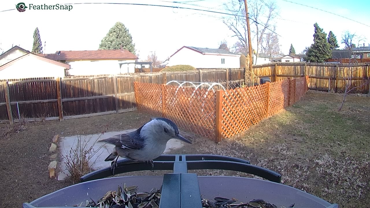 Example shots from the Feathersnap Scout Bird Feeder.