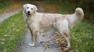 a golden retriever stands on a path in the autumn